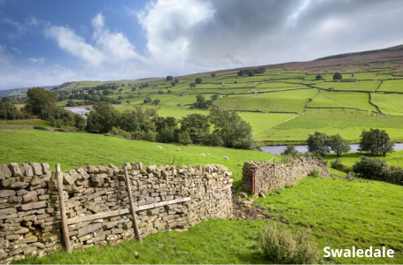 A stone wall segments a green field in Swaledale on the Alternative Coast to Coast Walk